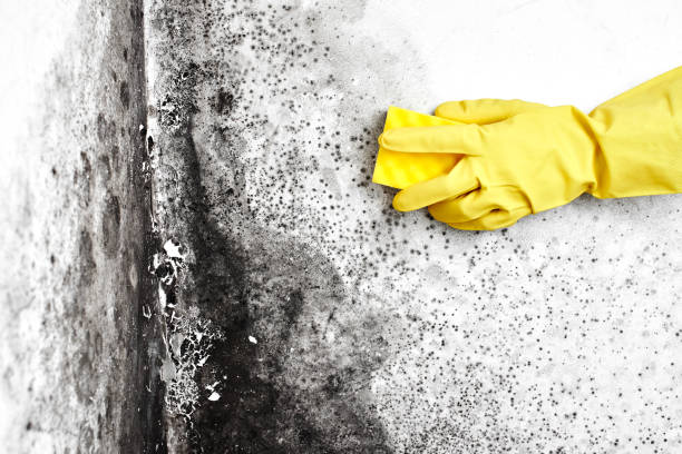 Best Mold Remediation for Healthcare Facilities  in Heartland, TX