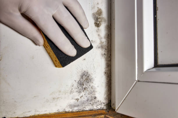 Best Biohazard Mold Removal  in Heartland, TX